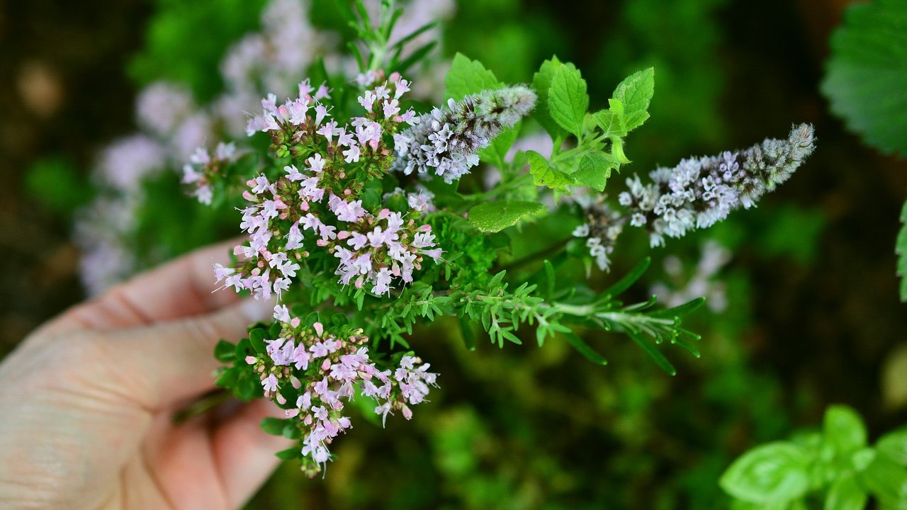 Foto: © Pixabay Event Südtriol Balance: herbal walk