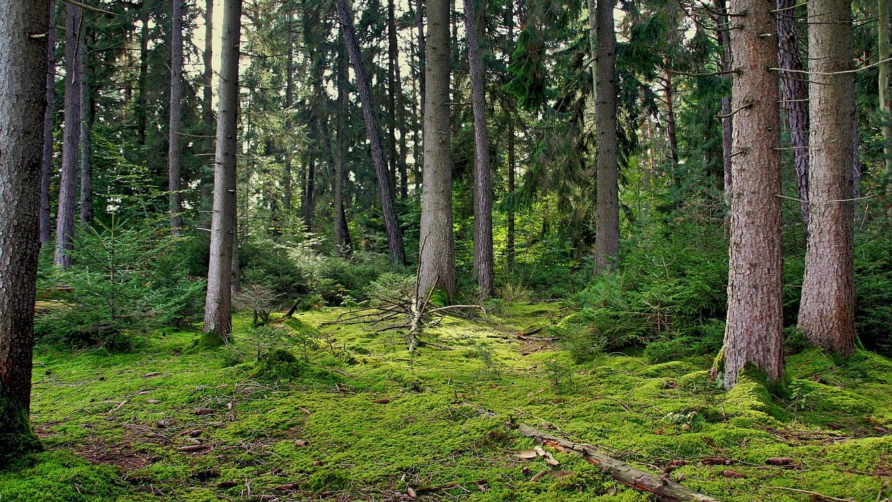 Foto: © Pixabay Event Südtiroler Kneippwoche: Waldbaden