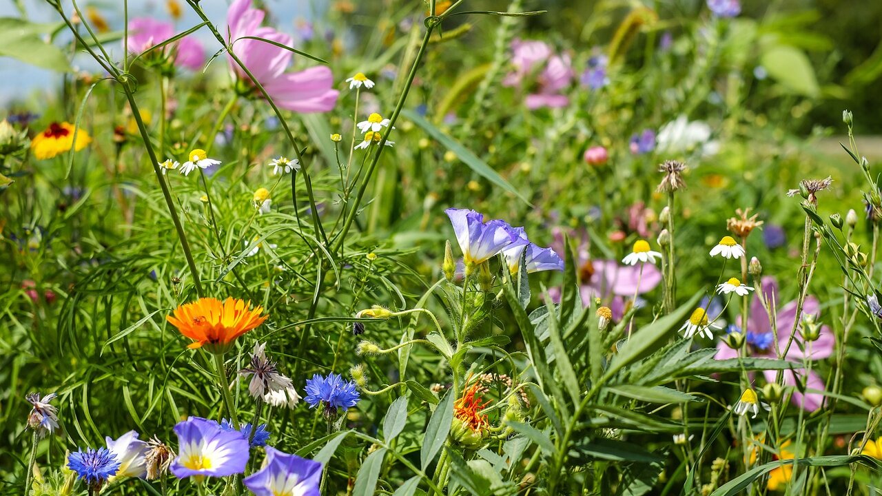 © Pixabay Event Wanderung ins Reich der Kräuterhexe