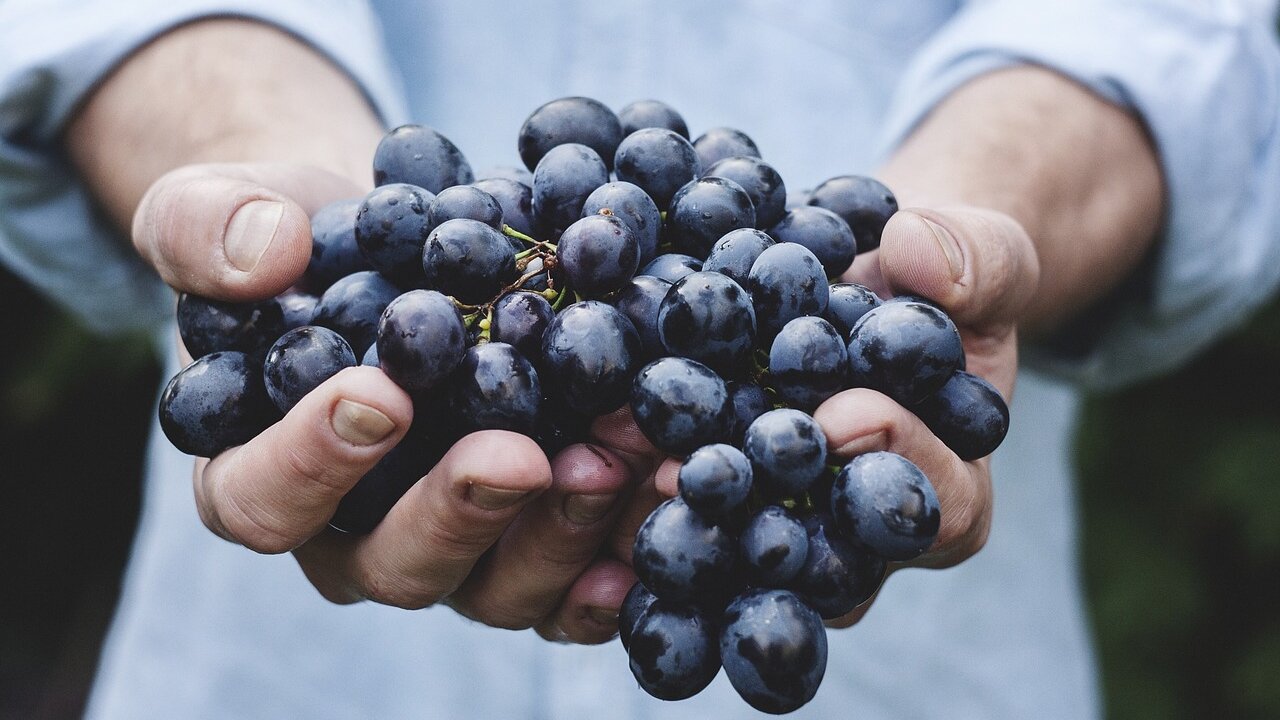 © Pixabay Event Biodynamie im Weinberg