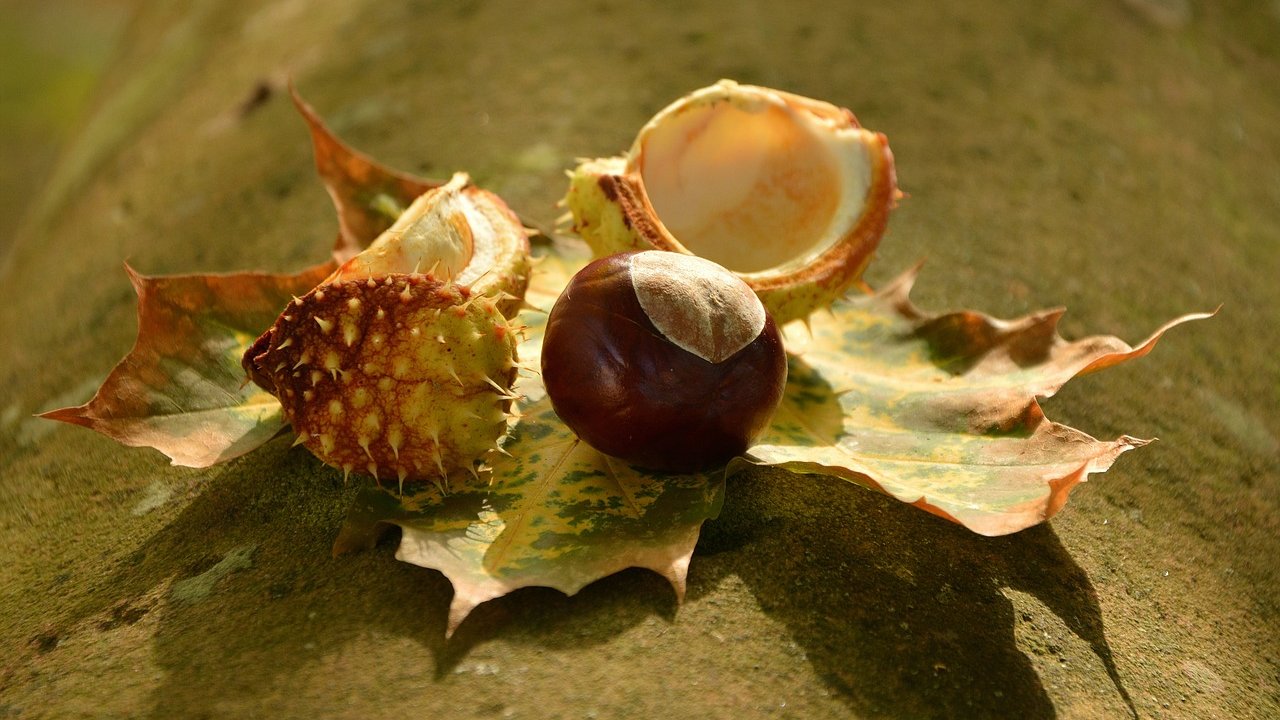 Foto: © Pixabay Event Herbstfest in Seis am Schlern