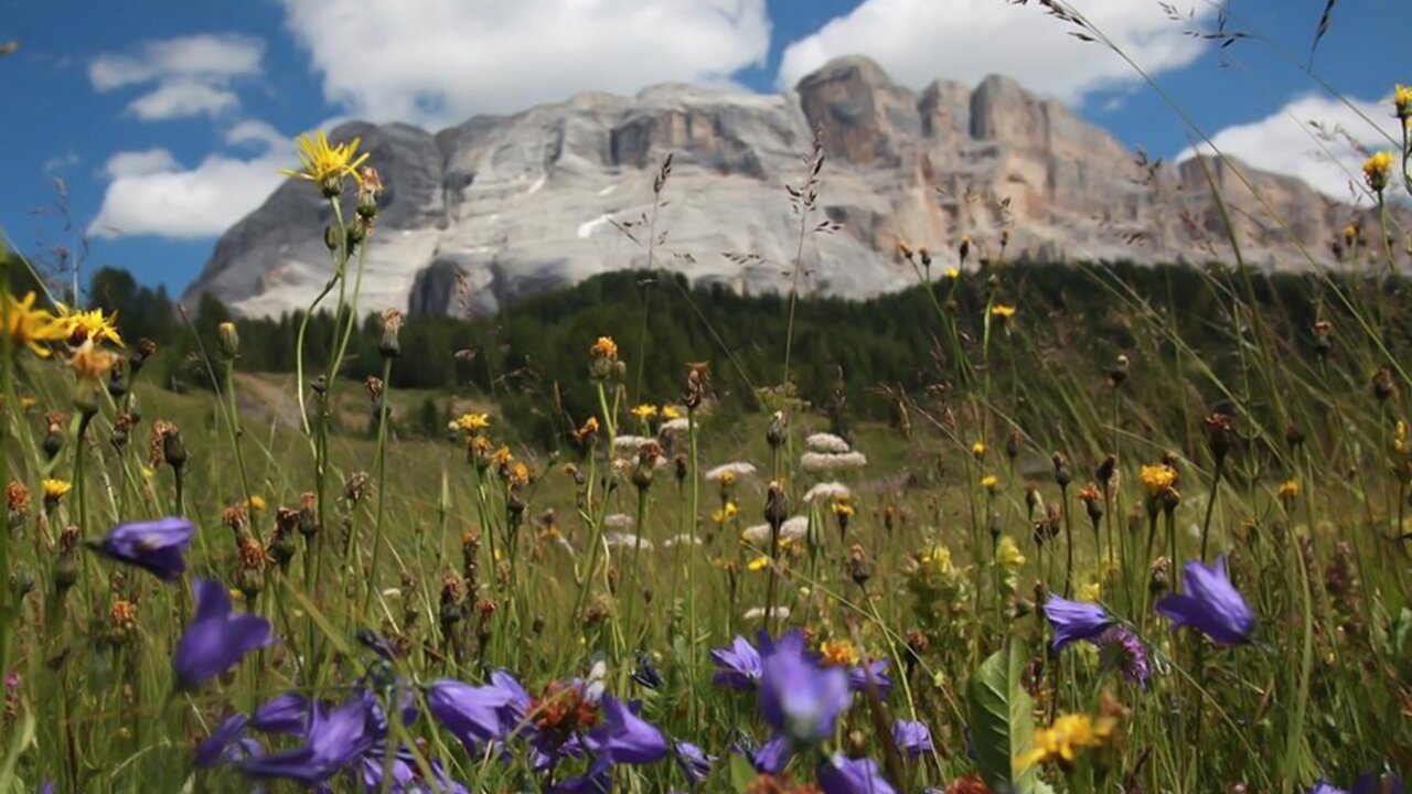 Foto: © TV Alta Badia Event Entdeckung der Bergblühte