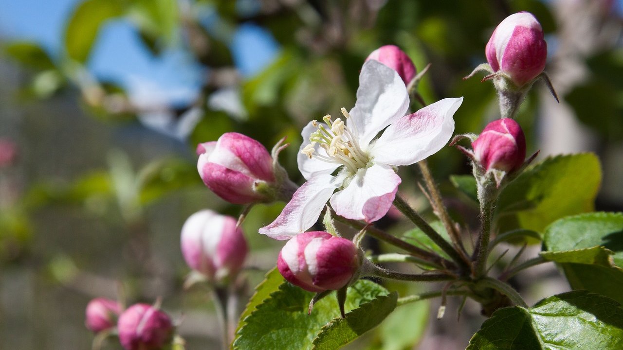Foto: © Pixabay Event Escursione primaverile