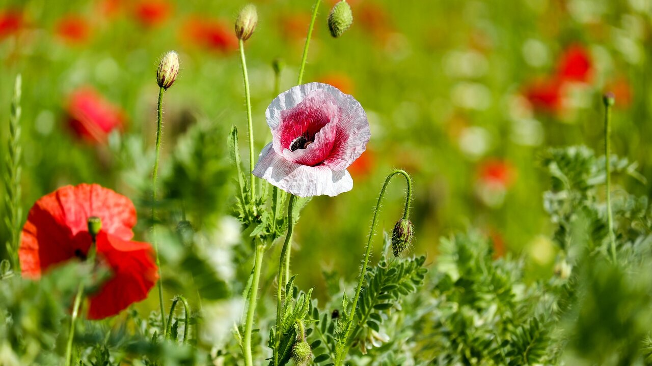 Foto: © Pixabay Event Bürgerforum: Unser Garten
