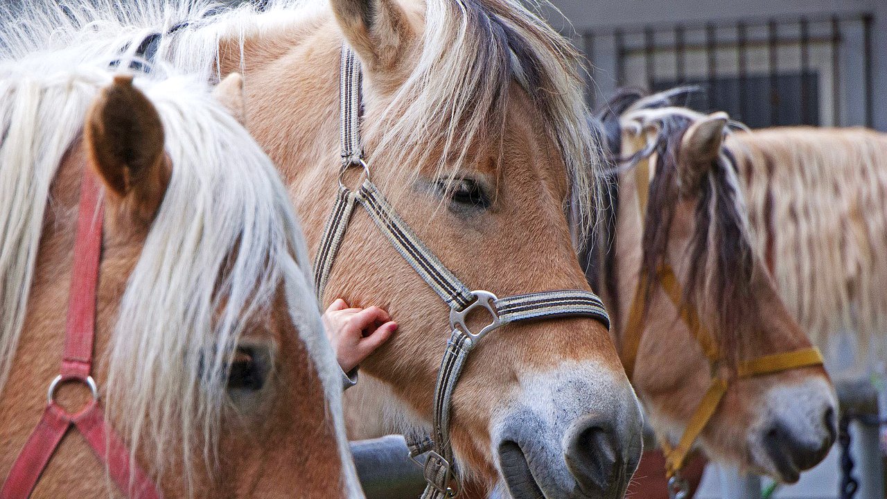 Foto: © Pixabay Event Pferdekutschenfahrt